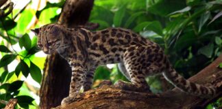 «Margay», una especie de gato silvestre registrada por primera vez en Corrientes