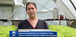 Nuevos avances en ensayos de sistema de acuaponia «pacú-hortalizas»