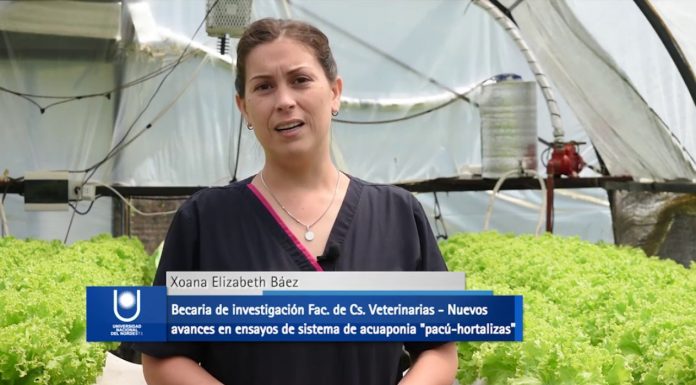 Nuevos avances en ensayos de sistema de acuaponia «pacú-hortalizas»