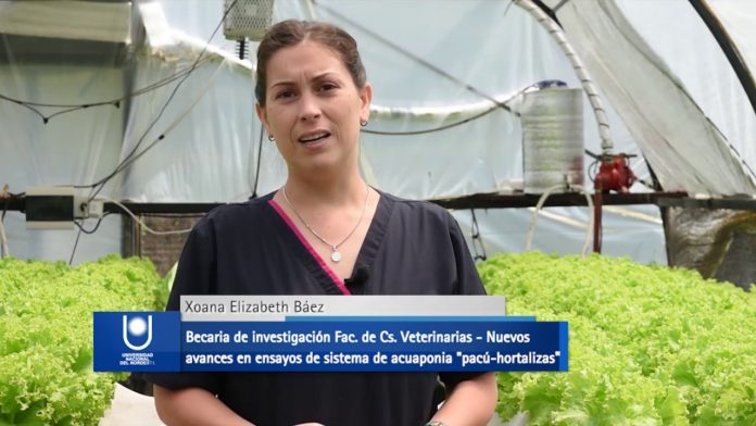 Nuevos avances en ensayos de sistema de acuaponia «pacú-hortalizas»