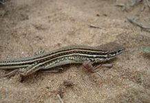 Herpetología Hallan en el NEA nuevas especies de lagartos Nueva especie de lagarto encontrada