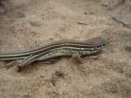 Hallan en el NEA nuevas especies de lagartos Nueva especie de lagarto encontrada
