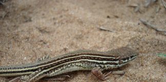 Herpetología Hallan en el NEA nuevas especies de lagartos Nueva especie de lagarto encontrada