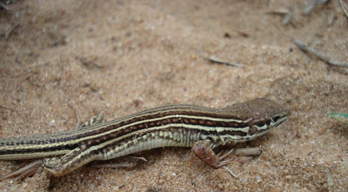 Herpetología Hallan en el NEA nuevas especies de lagartos Nueva especie de lagarto encontrada
