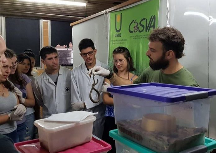 Conformado por profesionales de distintas disciplinas y estudiantes avanzados, el Centro Interactivo de Serpientes Venenosas de Argentinas (CISVA) funciona en la Facultad de Ciencias Veterinarias de la UNNE y es un espacio que trabaja en pos del conocimiento de las serpientes para su conservación.