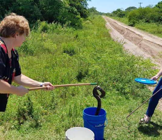 «La mejor herramienta cuando aparece un animal silvestre es saber a quién acudir»