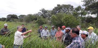 Semillas Forrajeras Novedoso proyecto busca impacto social y económico en familias agropecuarias Con la producción de forraje buscan mejorar la producción de carne en la Región