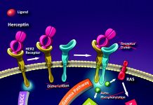 Oncología El exceso de una proteína en tumores haría más efectiva la acción de un fármaco Investigaron sobre la efectividad terapéutica del Herceptin en algunos tipos de cáncer