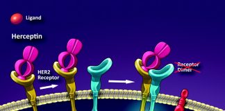 Oncología El exceso de una proteína en tumores haría más efectiva la acción de un fármaco Investigaron sobre la efectividad terapéutica del Herceptin en algunos tipos de cáncer