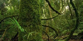 Biotecnología Al rescate de la selva misionera Mediante la biotecnología intentan reproducir especies de la selva en peligro de extinción