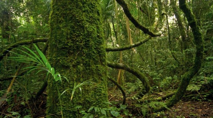 Biotecnología Al rescate de la selva misionera Mediante la biotecnología intentan reproducir especies de la selva en peligro de extinción