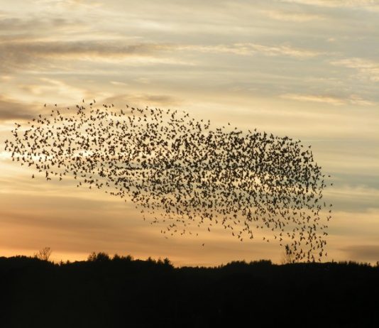 Estudian el Cambio Climático con técnicas basadas en Inteligencia Artificial Para el estudio del cambio climático se utiliza una técnica de combinación de datos que relaciona toda la información disponible.