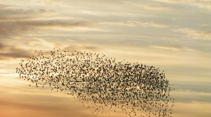 Ciencias Atmosféricas Estudian el Cambio Climático con técnicas basadas en Inteligencia Artificial Para el estudio del cambio climático se utiliza una técnica de combinación de datos que relaciona toda la información disponible.