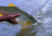 CUIDADO DEL RECURSO Recomiendan maximizar cuidados de ejemplares durante la pesca con devolución Dorado: una de las especies protegidas por la veda y en situación de vulnerabilidad por las condiciones ambientales de bajante hídrica y altas temperaturas.
