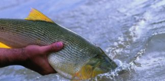 CUIDADO DEL RECURSO Recomiendan maximizar cuidados de ejemplares durante la pesca con devolución Dorado: una de las especies protegidas por la veda y en situación de vulnerabilidad por las condiciones ambientales de bajante hídrica y altas temperaturas.