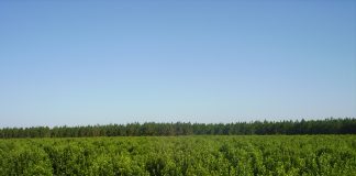 Biotecnología Yerba Mate: esclarecen mecanismos que la planta emplea para mitigar la sequía