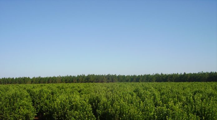 Biotecnología Yerba Mate: esclarecen mecanismos que la planta emplea para mitigar la sequía