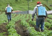 Biología Molecular Encuentran indicios de daño genético por exposición a agroquímicos