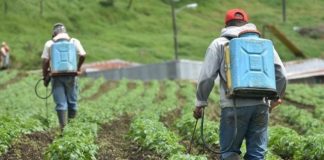 Biología Molecular Encuentran indicios de daño genético por exposición a agroquímicos