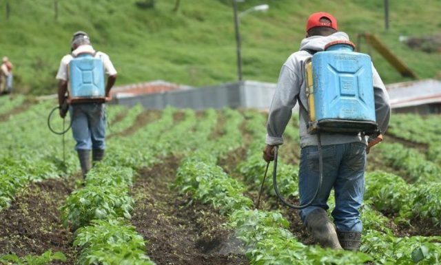 Biología Molecular Encuentran indicios de daño genético por exposición a agroquímicos