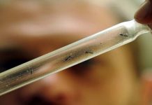 ANGELINA BOBADILLA, DIRECTORA DE EPIDEMIOLOGÍA DE CORRIENTES Dengue en Corrientes: «Estamos en descenso de casos pero el brote continúa»