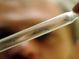 Dengue en Corrientes: «Estamos en descenso de casos pero el brote continúa»