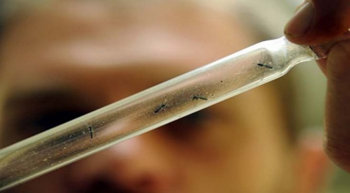 Dengue Desde el Instituto de Medicina Regional de la UNNE brindan información para fortalecer la prevención