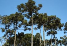 Preservación del Recurso Genético Resaltan necesidad de fortalecer acciones para preservación del pino Paraná Araucaria angustifolia o “pino paraná” es un árbol nativo del norte de Argentina y sur de Brasil, considerado en peligro crítico de extinción.