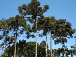 Resaltan necesidad de fortalecer acciones para preservación del pino Paraná Araucaria angustifolia o “pino paraná” es un árbol nativo del norte de Argentina y sur de Brasil, considerado en peligro crítico de extinción.
