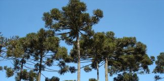 Preservación del Recurso Genético Resaltan necesidad de fortalecer acciones para preservación del pino Paraná Araucaria angustifolia o “pino paraná” es un árbol nativo del norte de Argentina y sur de Brasil, considerado en peligro crítico de extinción.