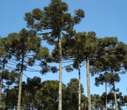 Resaltan necesidad de fortalecer acciones para preservación del pino Paraná Araucaria angustifolia o “pino paraná” es un árbol nativo del norte de Argentina y sur de Brasil, considerado en peligro crítico de extinción.
