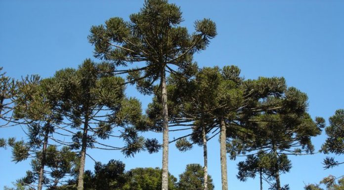 Preservación del Recurso Genético Resaltan necesidad de fortalecer acciones para preservación del pino Paraná Araucaria angustifolia o “pino paraná” es un árbol nativo del norte de Argentina y sur de Brasil, considerado en peligro crítico de extinción.