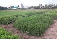 Atender problemática regional Identifican genotipos de una leguminosa forrajera tolerantes a las bajas temperaturas Se logró identificar genotipos que sobrevivieron a las bajas temperaturas del invierno, además de presentar buenas características desde el punto de vista forrajero y tolerancia a enfermedades.