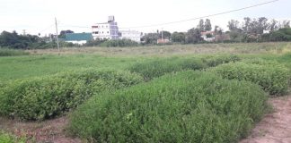 Atender problemática regional Identifican genotipos de una leguminosa forrajera tolerantes a las bajas temperaturas Se logró identificar genotipos que sobrevivieron a las bajas temperaturas del invierno, además de presentar buenas características desde el punto de vista forrajero y tolerancia a enfermedades.