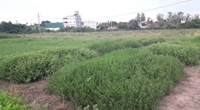 Atender problemática regional Identifican genotipos de una leguminosa forrajera tolerantes a las bajas temperaturas Se logró identificar genotipos que sobrevivieron a las bajas temperaturas del invierno, además de presentar buenas características desde el punto de vista forrajero y tolerancia a enfermedades.