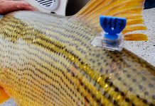 Cuidado del Recurso Marcación de peces del Paraná, un proyecto que suma apoyo nacional e internacional El proyecto de marcación de peces del tramo argentino-paraguayo del río Paraná apunta al seguimiento de los peces devueltos de la pesca recreativa.