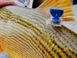Marcación de peces del Paraná, un proyecto que suma apoyo nacional e internacional El proyecto de marcación de peces del tramo argentino-paraguayo del río Paraná apunta al seguimiento de los peces devueltos de la pesca recreativa.