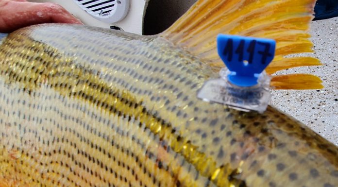 Cuidado del Recurso Marcación de peces del Paraná, un proyecto que suma apoyo nacional e internacional El proyecto de marcación de peces del tramo argentino-paraguayo del río Paraná apunta al seguimiento de los peces devueltos de la pesca recreativa.