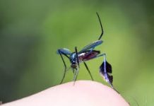 MARINA STEIN, INVESTIGADORA DEL CONICET  Dengue: «Lo más efectivo además de la vacuna es el control del mosquito, que es lo que está bastante abandonado» La Dra. Marina Stein, del Instituto de Medicina Regional de la UNNE, expuso que en Argentina hasta el presente son escasas las investigaciones relacionadas a vectores selváticos de Fiebre Amarilla.