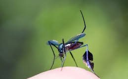 MARINA STEIN, INVESTIGADORA DEL CONICET Dengue: «Lo más efectivo además de la vacuna es el control del mosquito, que es lo que está bastante abandonado» La Dra. Marina Stein, del Instituto de Medicina Regional de la UNNE, expuso que en Argentina hasta el presente son escasas las investigaciones relacionadas a vectores selváticos de Fiebre Amarilla.