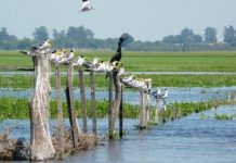 Proyecto Ley de Humedales Académicos respaldan una Ley nacional que regule manejo sustentable de recursos