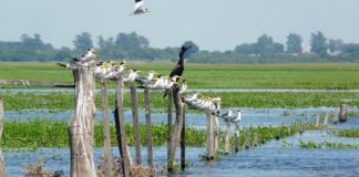 Proyecto Ley de Humedales Académicos respaldan una Ley nacional que regule manejo sustentable de recursos