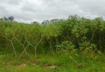 Elaboran mapa de aptitud de tierras para el cultivo de mandioca en Corrientes El proyecto avanzó en identificar tierras aptas para el cultivo de mandioca en la provincia de Corrientes.
