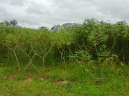 Elaboran mapa de aptitud de tierras para el cultivo de mandioca en Corrientes El proyecto avanzó en identificar tierras aptas para el cultivo de mandioca en la provincia de Corrientes.