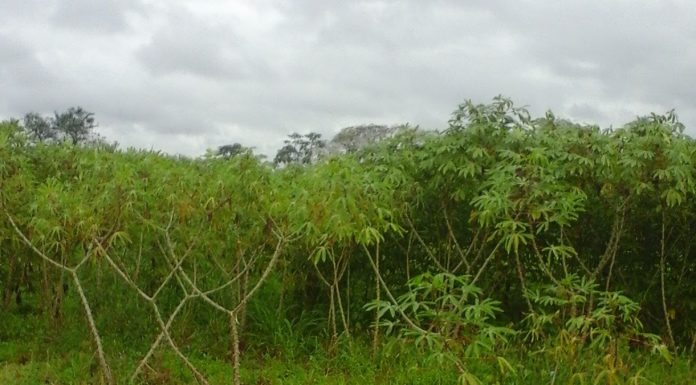 Elaboran mapa de aptitud de tierras para el cultivo de mandioca en Corrientes El proyecto avanzó en identificar tierras aptas para el cultivo de mandioca en la provincia de Corrientes.