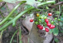 Estudiarán efectos benéficos para la salud de plantas del Iberá como base para el desarrollo de fitoterapéuticos
