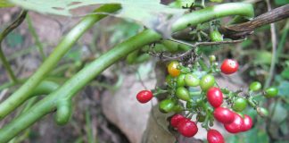 Estudiarán efectos benéficos para la salud de plantas del Iberá como base para el desarrollo de fitoterapéuticos