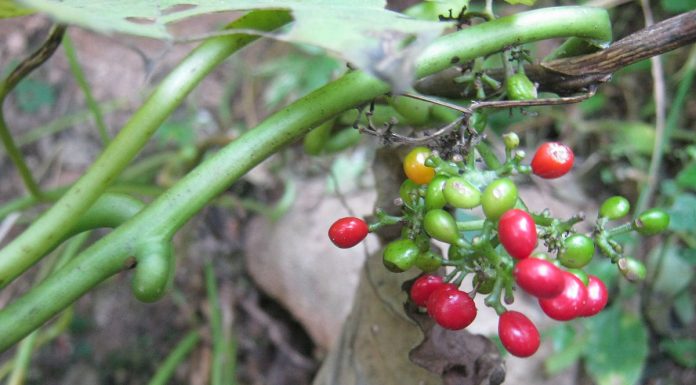 Estudiarán efectos benéficos para la salud de plantas del Iberá como base para el desarrollo de fitoterapéuticos