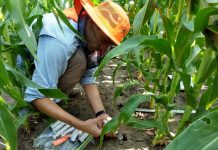 Como becario empezó a investigar sobre maíz en la UNNE y ahora sobresale en Estados Unidos