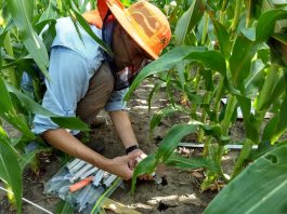 Como becario empezó a investigar sobre maíz en la UNNE y ahora sobresale en Estados Unidos